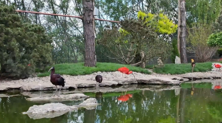 Kilka ptaków brodzących, w tym ibisy szkarłatne o intensywnie czerwonym upierzeniu oraz ptaki o ciemnym upierzeniu, znajduje się nad brzegiem stawu. Niektóre stoją na kamieniach w wodzie, inne na trawiastym brzegu. W tle widać gęstą roślinność ogrodową, drzewa i siatkę woliery. Woda w stawie odbija sylwetki ptaków.